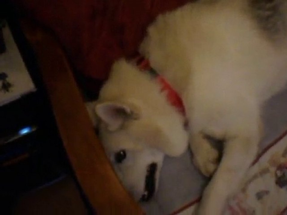 chien chounga