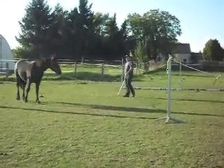 HABITUATION POULAIN ET PROPRIETAIRE EN STAGE AVEC CELINE.
