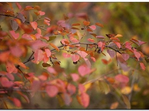 Осенние листья картинки осени слайд шоу из фотографий