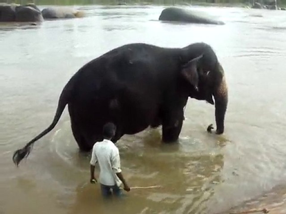 Elephant Wash
