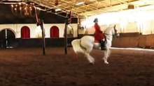 Lipizzaners Perform the Dance of the White Stallions