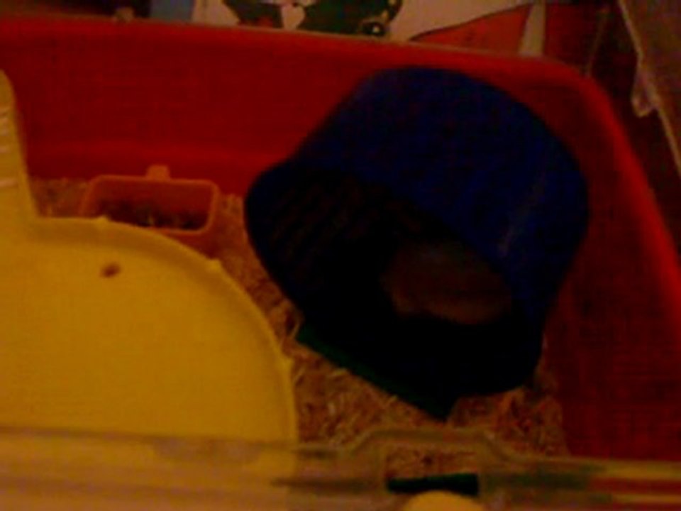 hamster bone IE