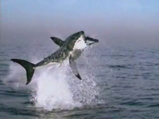 مشهد  سبحان المبدع -القرش يلتهم حوتاً