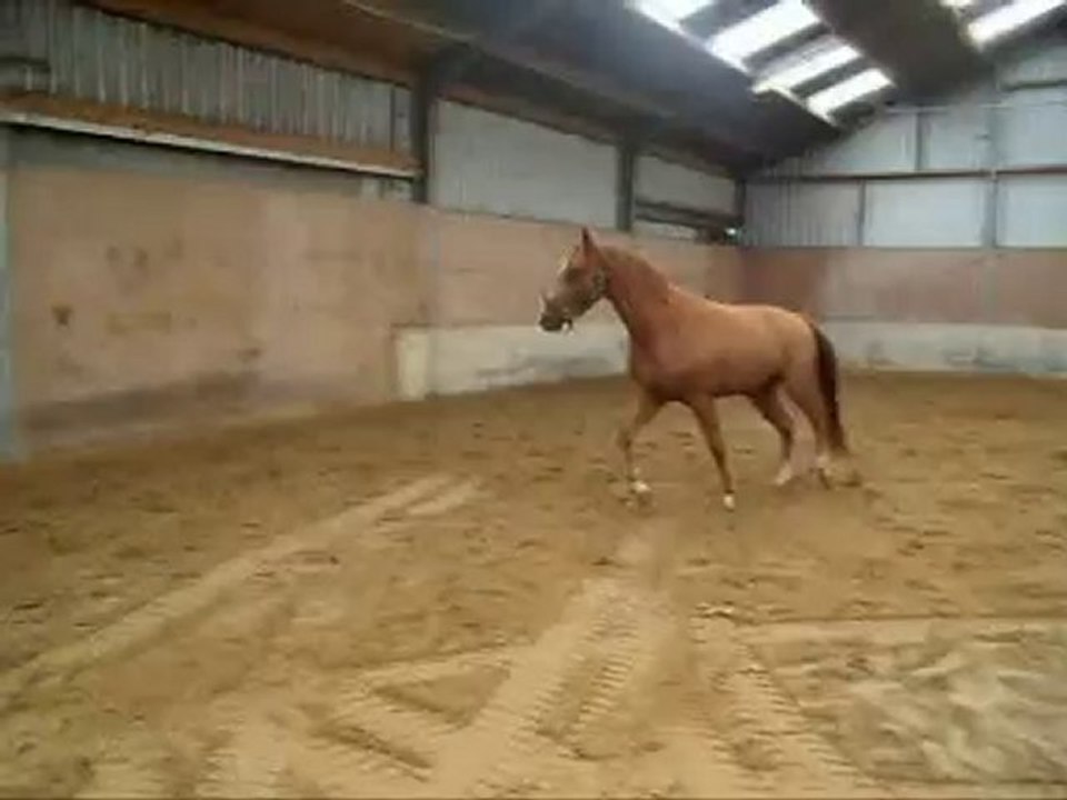 Poulain 3 ans par Griseldi 1