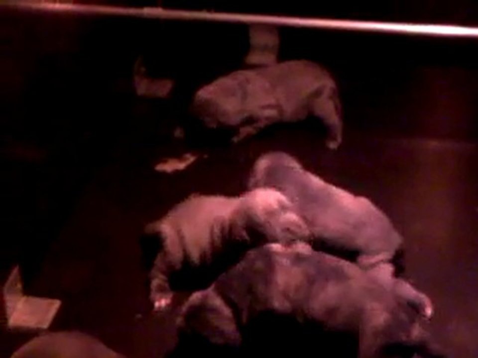 Bebes Cane corso 18 jours portée Monster & Durban