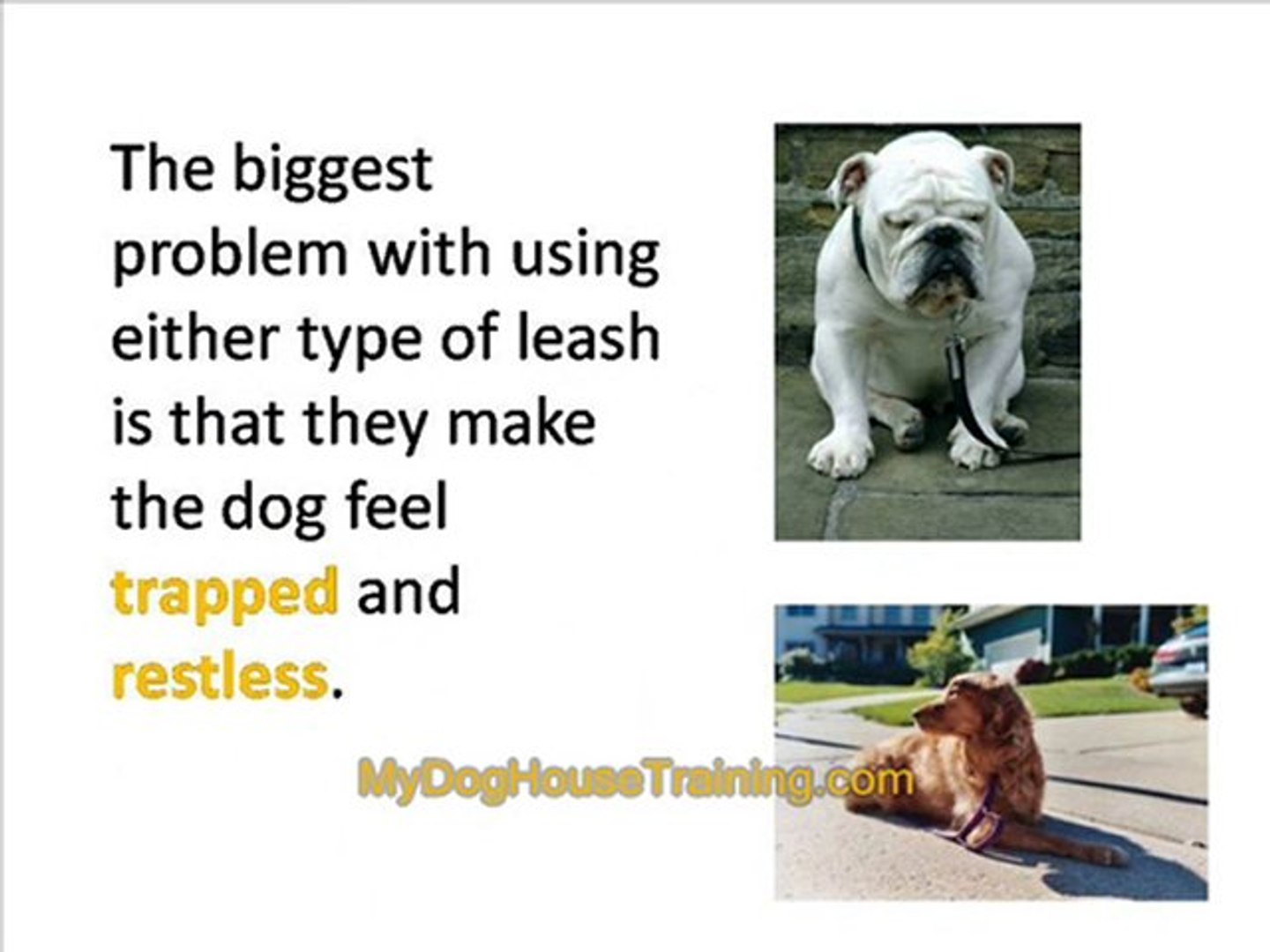 ⁣Dog House Training - Best Dog House Training Aids