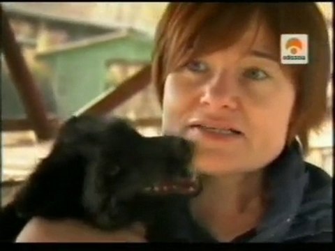 Genetica de la docilidad: Cria selectiva de zorros