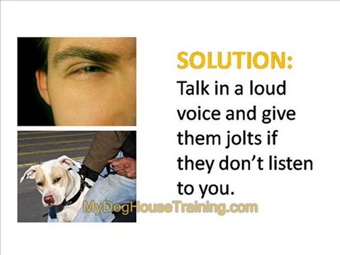 Dog House Training - Common Problems and How to Deal With th