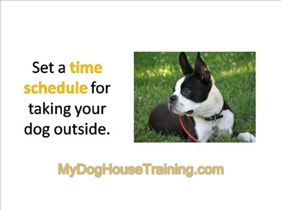 Dog House Training - How to House Train an Older Dog