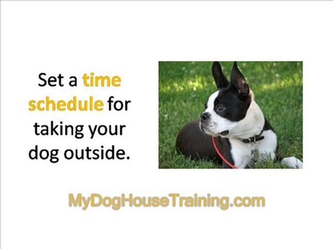 Dog House Training - How to House Train an Older Dog