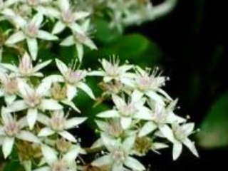 aşkın nur yengi yasemin yağmurları