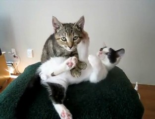 chaton masse chaton