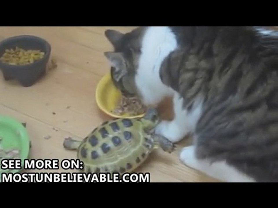 Animal fight - turtle vs cat