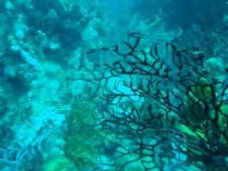 Plongée sec Pâté guadeloupe