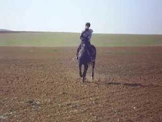 Galopade dans un champ