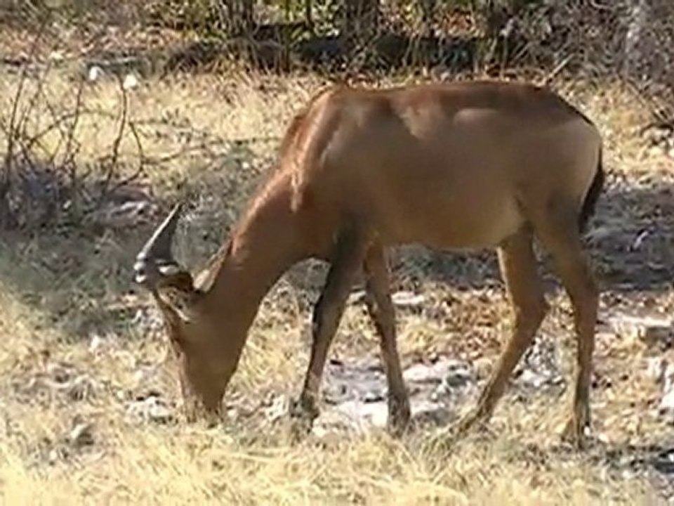 dieren in Namibie