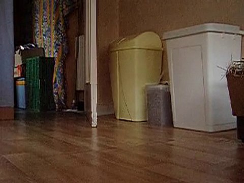 Habitude alimentaire des cochons d'Indes