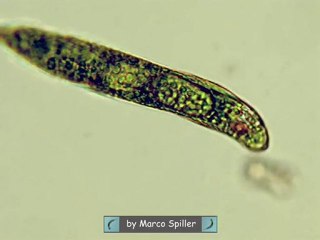 Euglena oxyuris