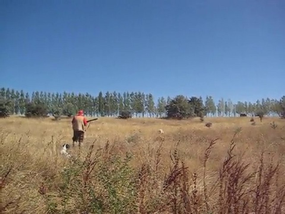 ing.pointer jaryo bıldırcın