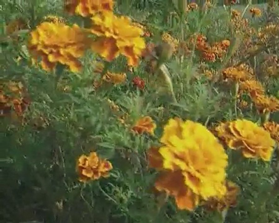 Dünya mü'mine hapishane gibidir