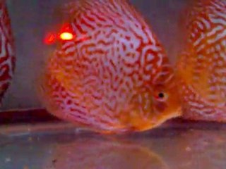 DİSCUSLARIM MAMA YERKEN