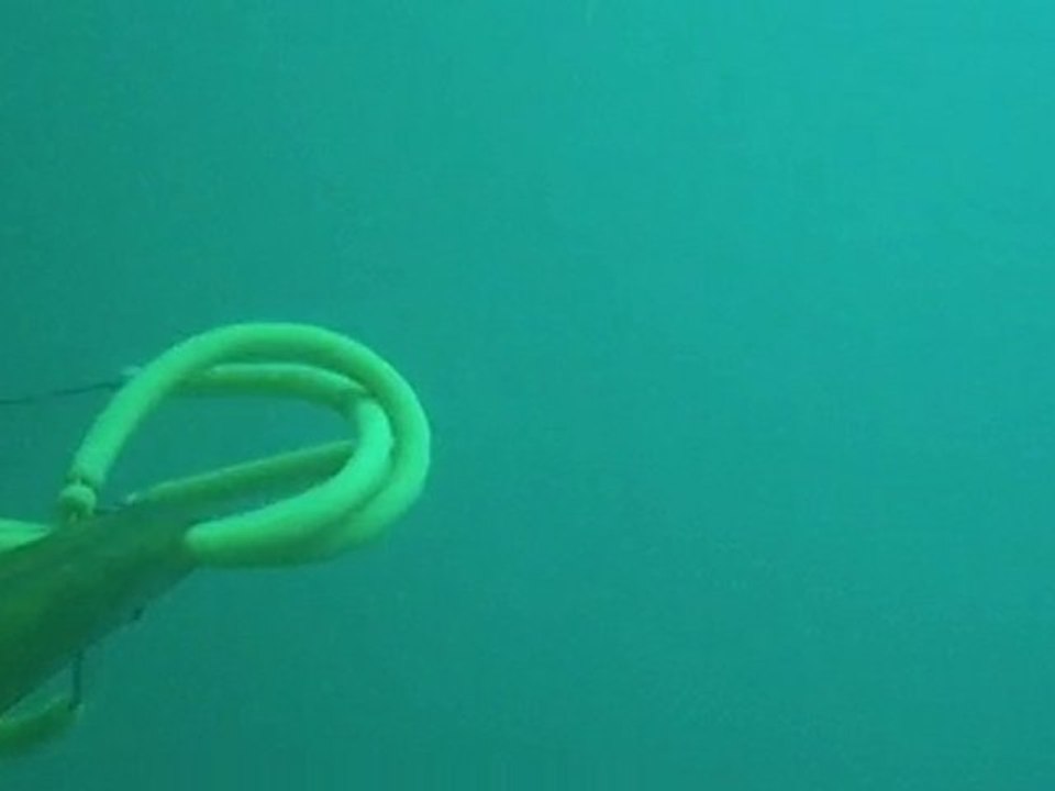 senegal spearfishing