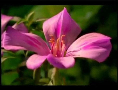 ilahi * Güller sümbüller *