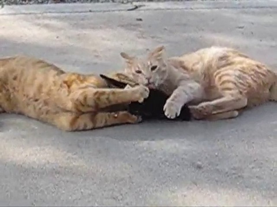 The Kitty Hut