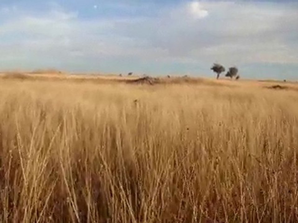 BARON bıldırcın FERMA