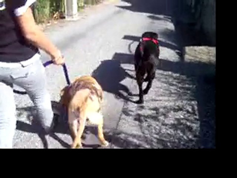 Tara&Just en laisse