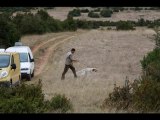 Dressage chien d'arrêt Elevage du canal de lunel