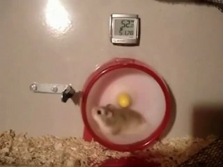 L'incidente del turbo criceto