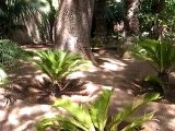 Le jardin de Majorelle - Maroc