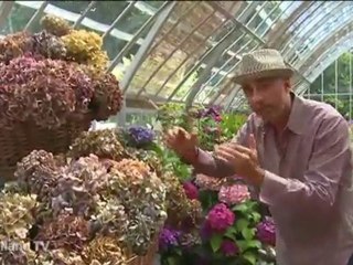 Les hortensias - Jardiland TV - le grand jardin n°5