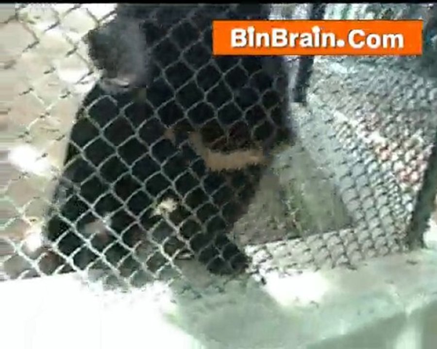 Bear in Bangaluru