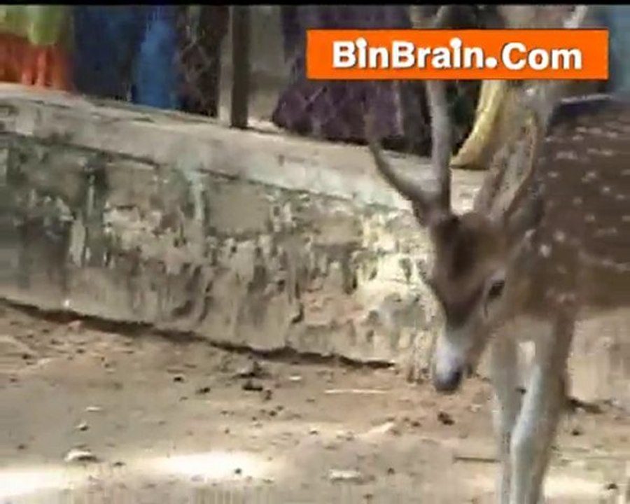 Deer Bangaluru
