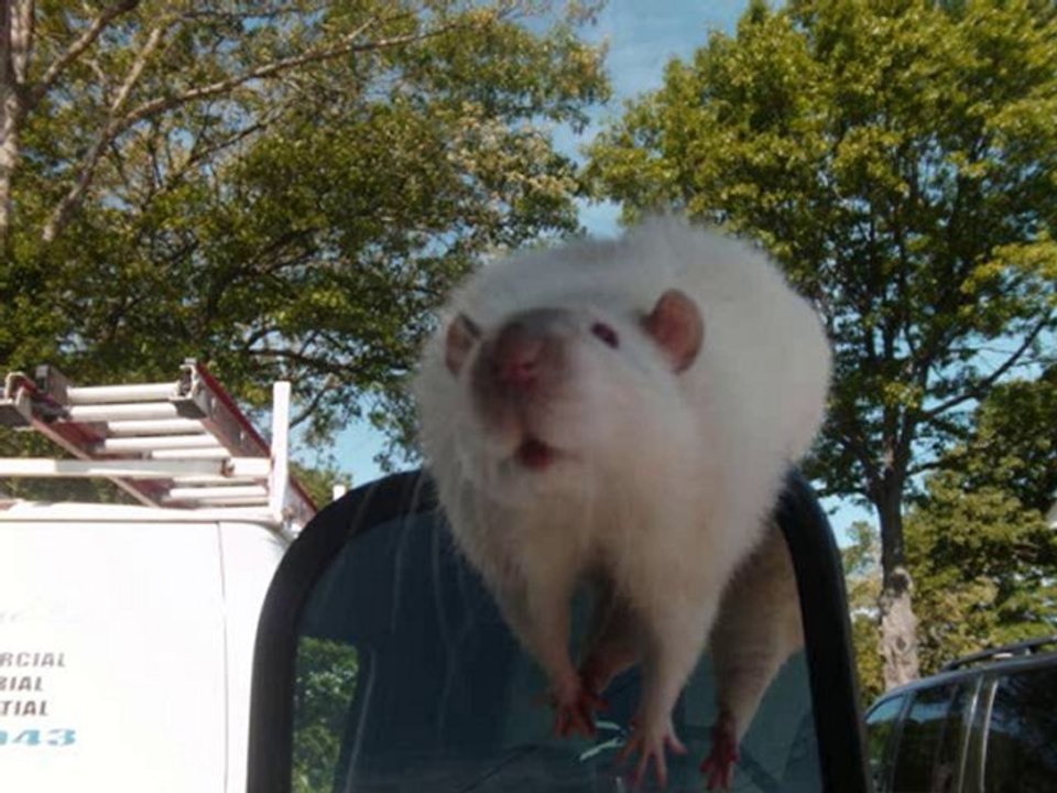 pinkey the rat