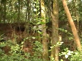 dogue argentin diego2