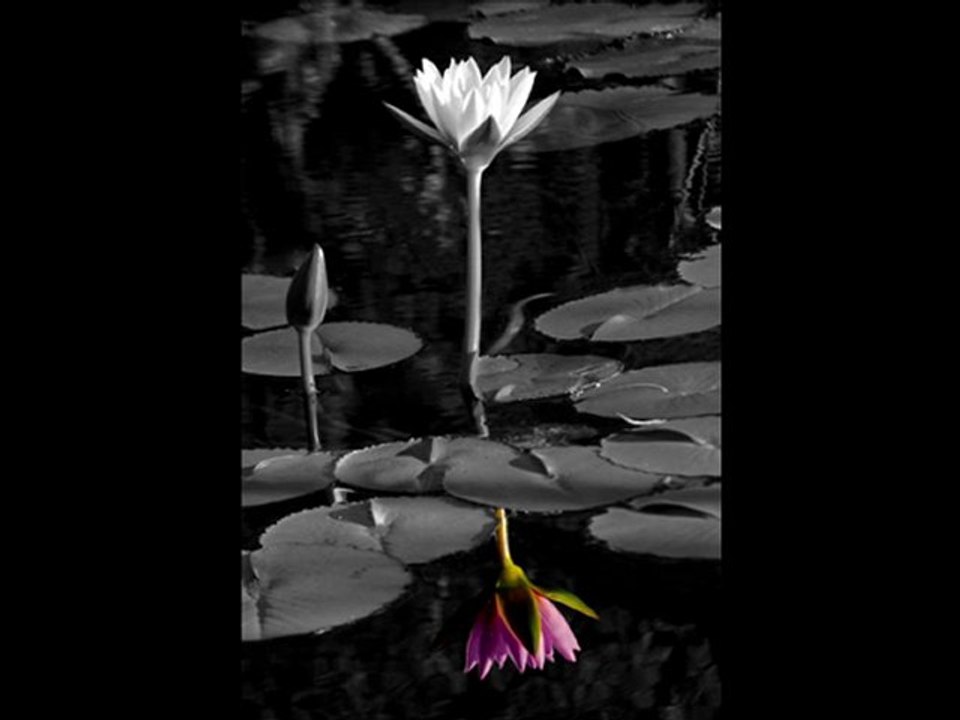 Bir kızıl goncaya benzer dudağın - Özdal Orhon