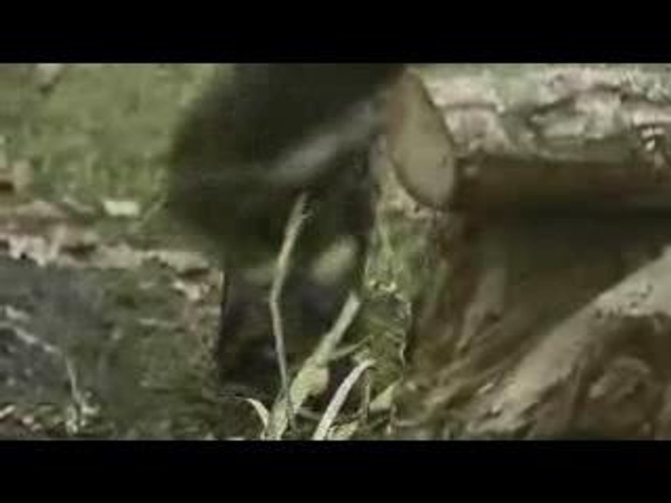 Saian Supa Crew - Raz De Marée