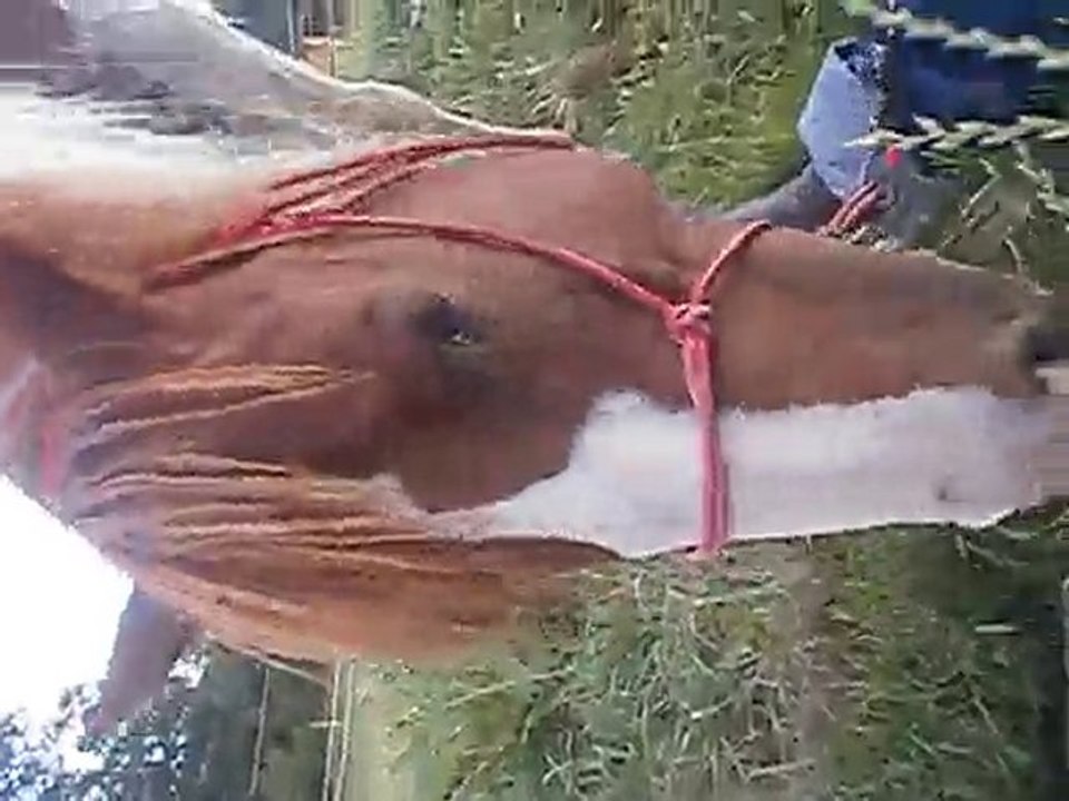 Dako tire à la longe