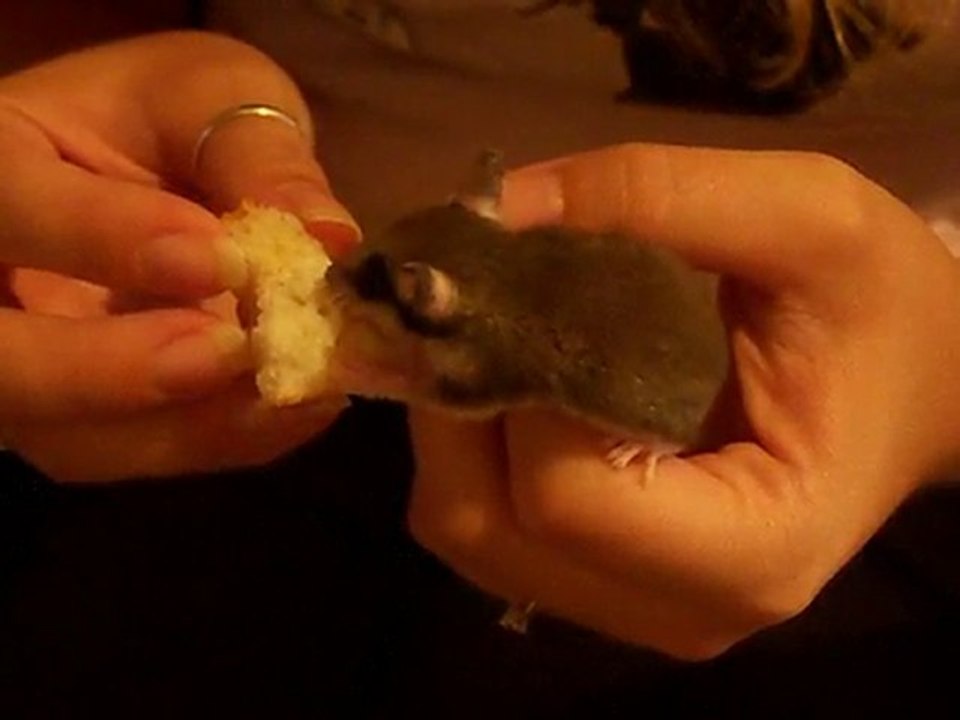 tipouic1