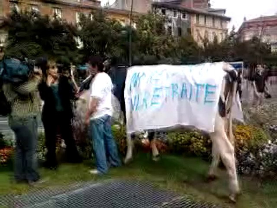 VACHE GREVISTE LE 23/09/2010