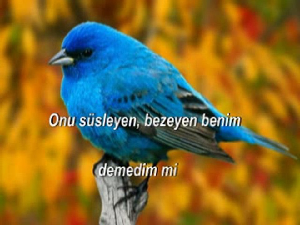 Demedim mi?