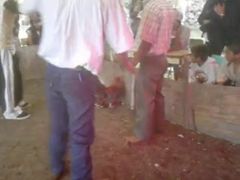 GALLOS DE PELEA, PARTIDO MEXICO CUATITLAN IZCALLI TONNY LUNA