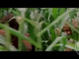 Pippin - Extrait Pippin (Anglais)