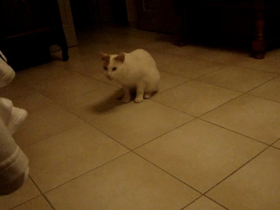 Yoyo et ses croquettes