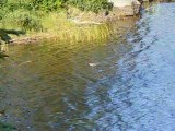 Red-Headed Merganser Fishing In BWCAW