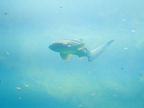 Evolution ( Fausse pub sécurité routière)