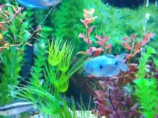 Electric Blue Jack Dempseys